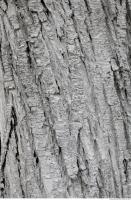 tree bark 0020